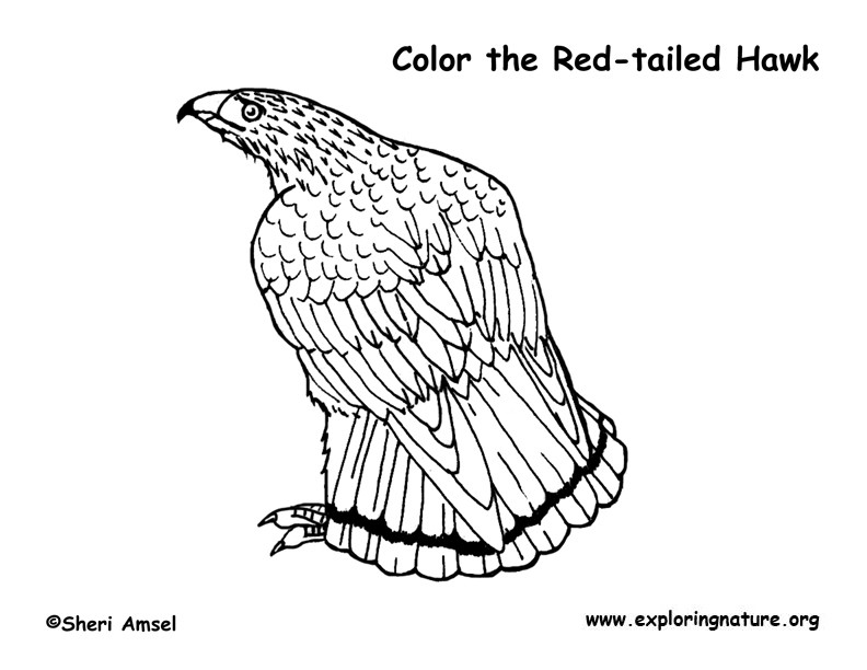Coloring Sheets For Boys Hawk
 Hawk Red tailed Coloring Page