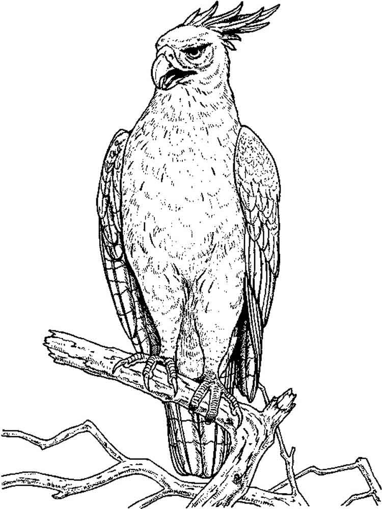 Coloring Sheets For Boys Hawk
 Hawk coloring pages Download and print Hawk coloring pages