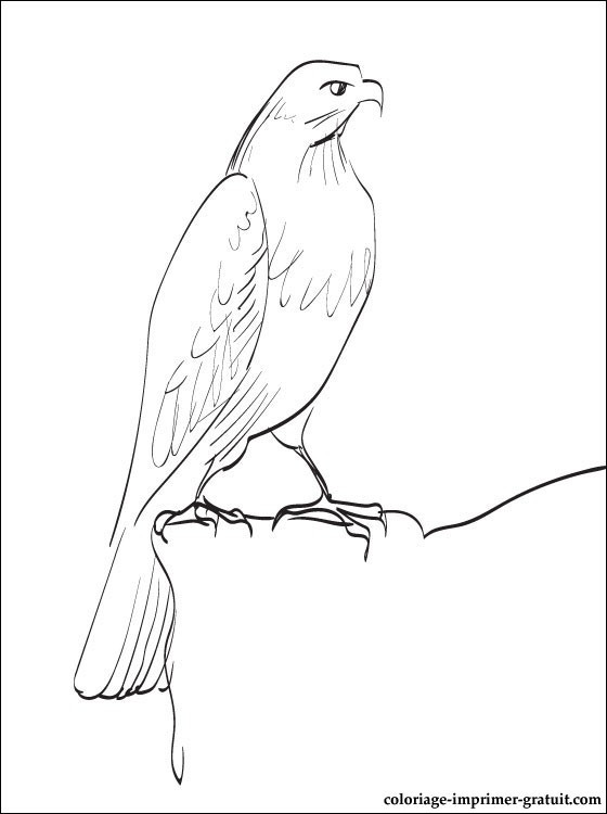 Coloring Sheets For Boys Hawk
 Hawk & Falcon Coloring Pages for Kids Preschool and