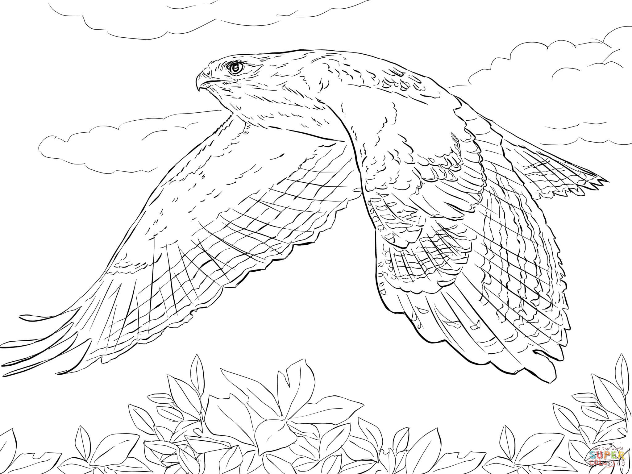 Coloring Sheets For Boys Hawk
 Red Tailed Hawk in Flight coloring page