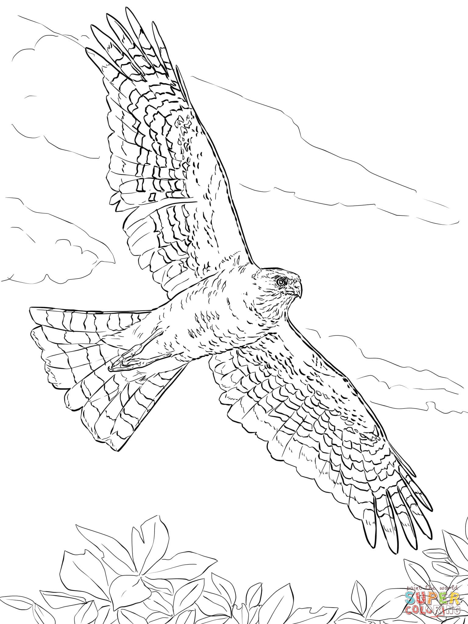 Coloring Sheets For Boys Hawk
 Sharp Shinned Hawk coloring page