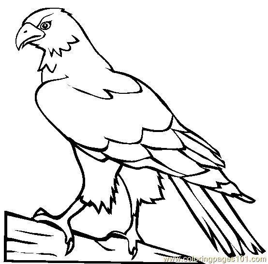 Coloring Sheets For Boys Hawk
 Hawk Coloring Page Free Hawk Coloring Pages