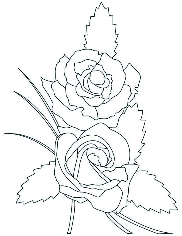 Coloring Sheets For Girls Rose
 Beautiful rose coloring pages