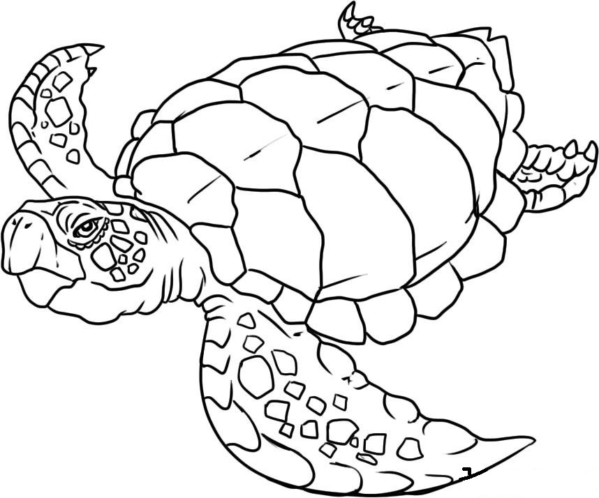 Cool Animal Coloring Pages
 Baby Turtle Coloring Pages Coloring Home