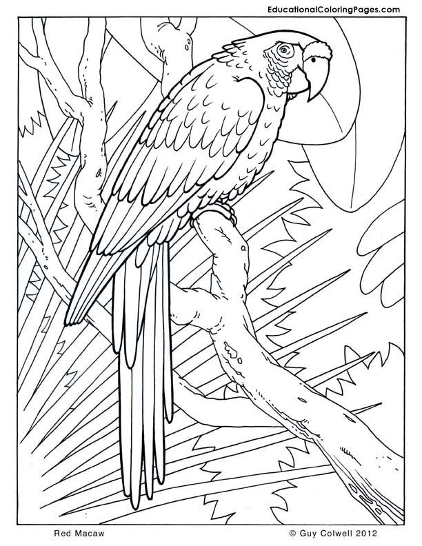 Cool Animal Coloring Pages
 macaw coloring pages birds coloring