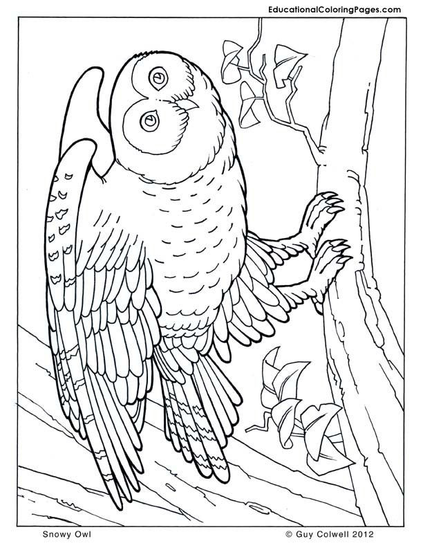 Cool Animal Coloring Pages
 Cool Animal Coloring Pages Coloring Home