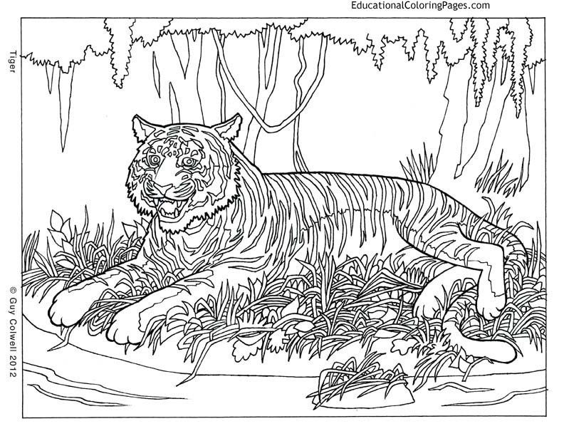 Cool Animal Coloring Pages
 Cool Designs Coloring Pages AZ Coloring Pages