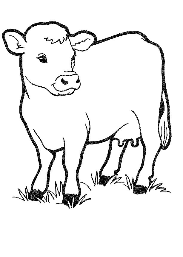 Cow Coloring Pages
 Free Printable Cow Coloring Pages For Kids