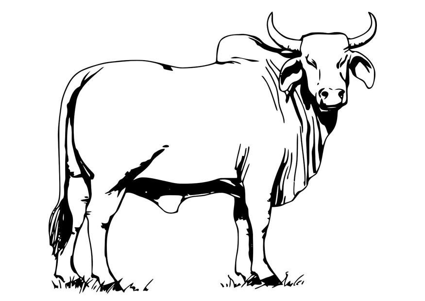 Cow Coloring Pages
 Free Printable Cow Coloring Pages For Kids