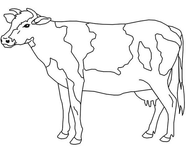 Cow Coloring Pages
 Free Cow Coloring Pages Printable