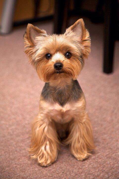 Cute Dog Haircuts
 Best 20 Yorkie Hairstyles ideas on Pinterest