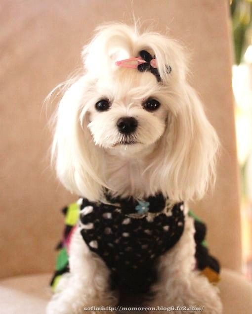 Cute Dog Haircuts
 37 best images about Penelope May on Pinterest