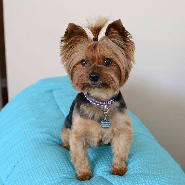 Cute Dog Haircuts
 21 best Yorkie haircuts images on Pinterest