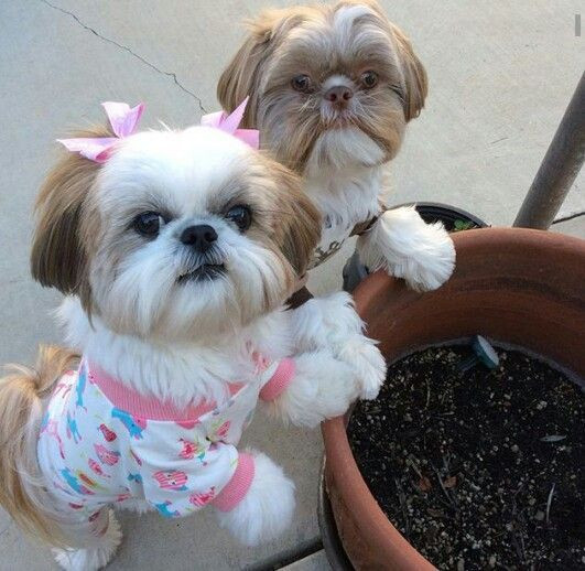 Cute Shih Tzu Haircuts
 75 best images about Shih Tzu on Pinterest