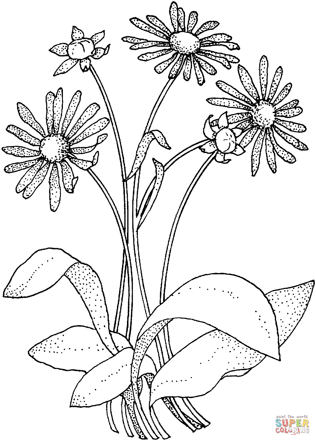 Daisy Coloring Pages
 Daisy Asteraceae coloring page