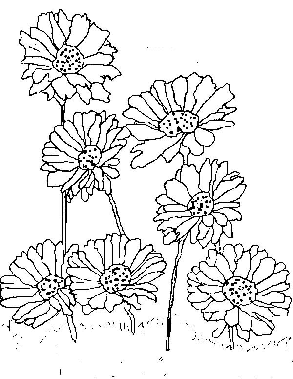Daisy Flower Coloring Pages
 Planting Daisy Flower Coloring Page Planting Daisy Flower