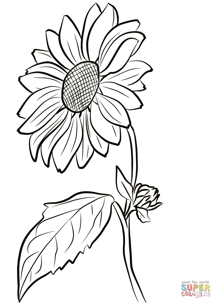 Daisy Flower Coloring Pages
 Daisy Flower Drawing at GetDrawings