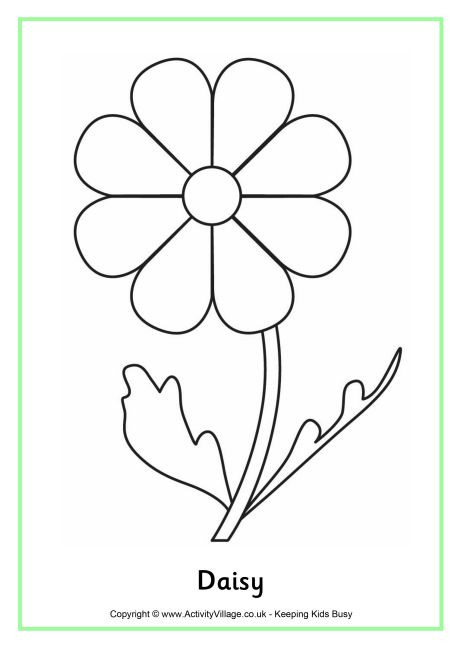 Daisy Flower Coloring Pages
 Daisy Colouring Page