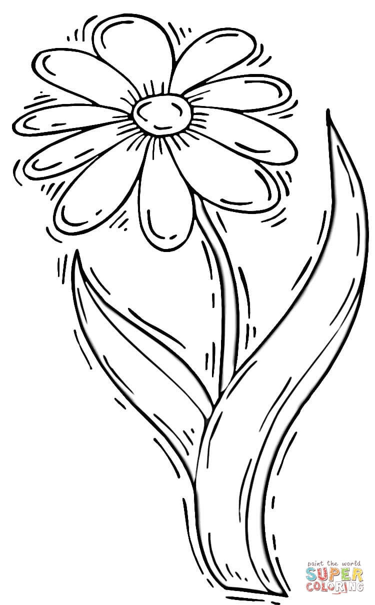 Daisy Flower Coloring Pages
 Daisy Flower coloring page