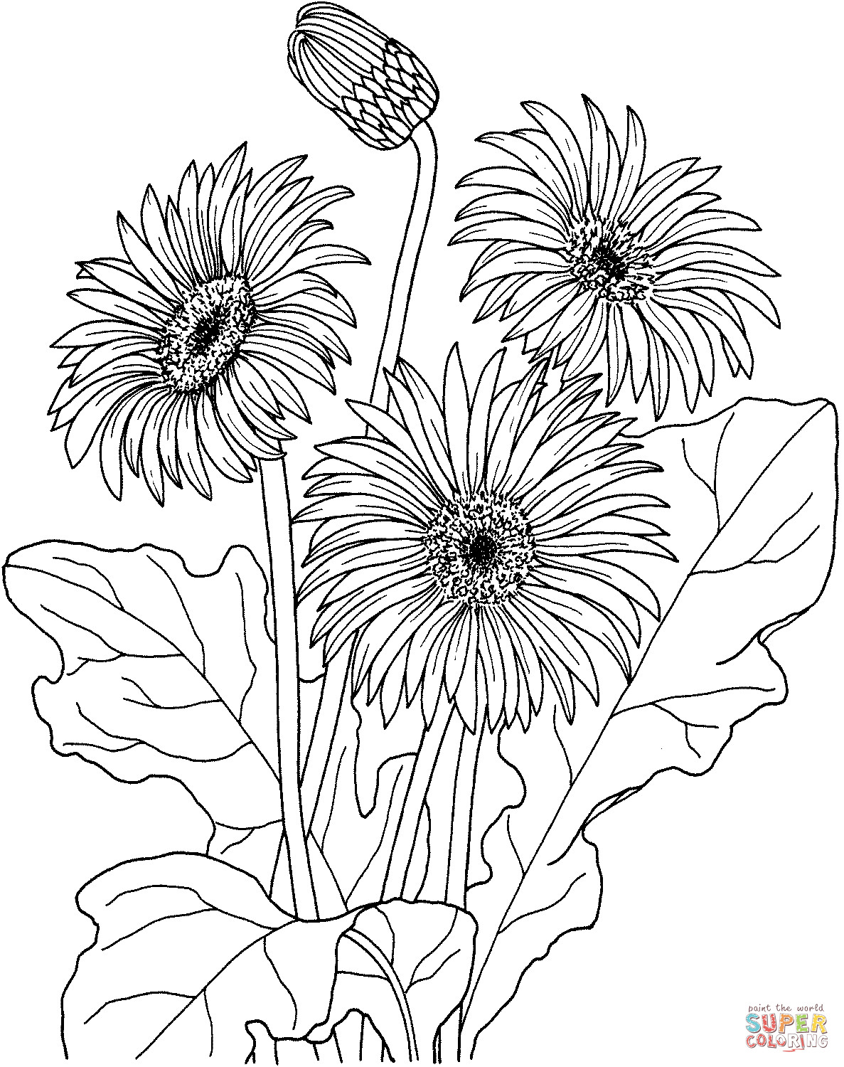 Daisy Flower Coloring Pages
 Disegno di Gerbera da colorare