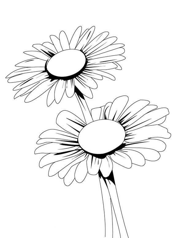 Daisy Flower Coloring Pages
 Daisy Flower Coloring Pages ideasplataforma