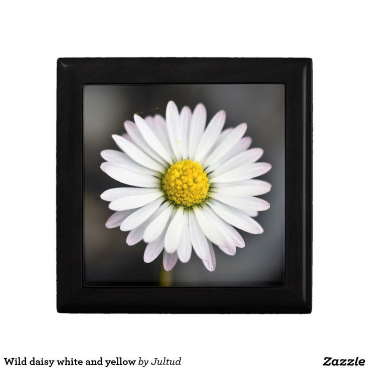 Best ideas about Daisy Kitchen Decor
. Save or Pin Wild daisy white and yellow t box Now.