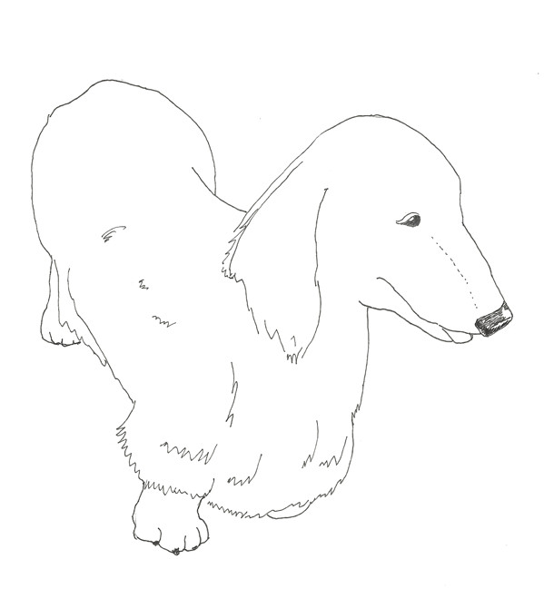 Daschund Coloring Book
 Dachshund Coloring Pages