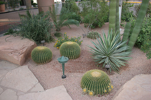 Best ideas about Desert Landscape Plants
. Save or Pin My Ideas lanscape Desert landscaping plants Now.