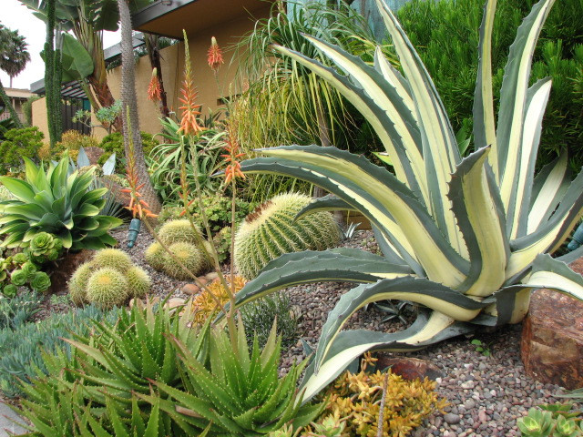 Best ideas about Desert Landscape Plants
. Save or Pin Home ficeDecoration Now.