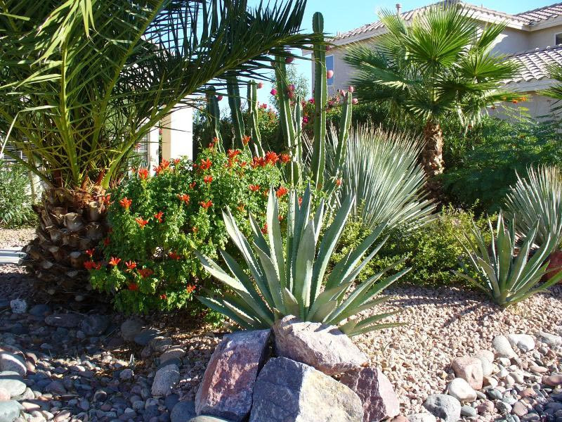 Best ideas about Desert Landscape Plants
. Save or Pin Landscape Design Now.