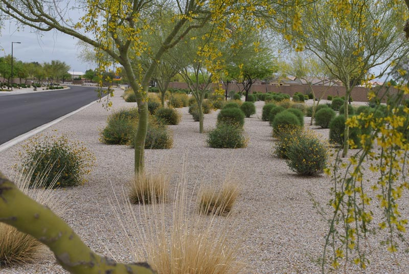 Best ideas about Desert Landscape Plants
. Save or Pin Desert Landscaping How To Create Fantastic Desert Garden Now.