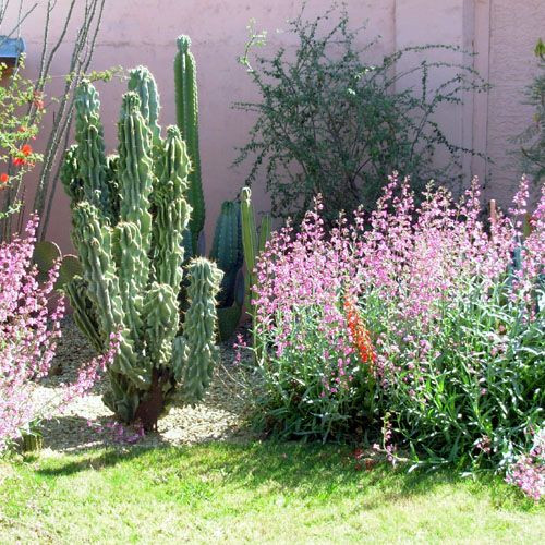 Best ideas about Desert Landscape Plants
. Save or Pin desert landscaping plants Now.