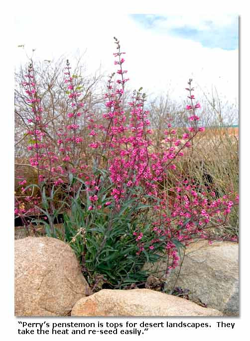 Best ideas about Desert Landscape Plants
. Save or Pin Desert Plants for Landscaping DesertUSA Now.