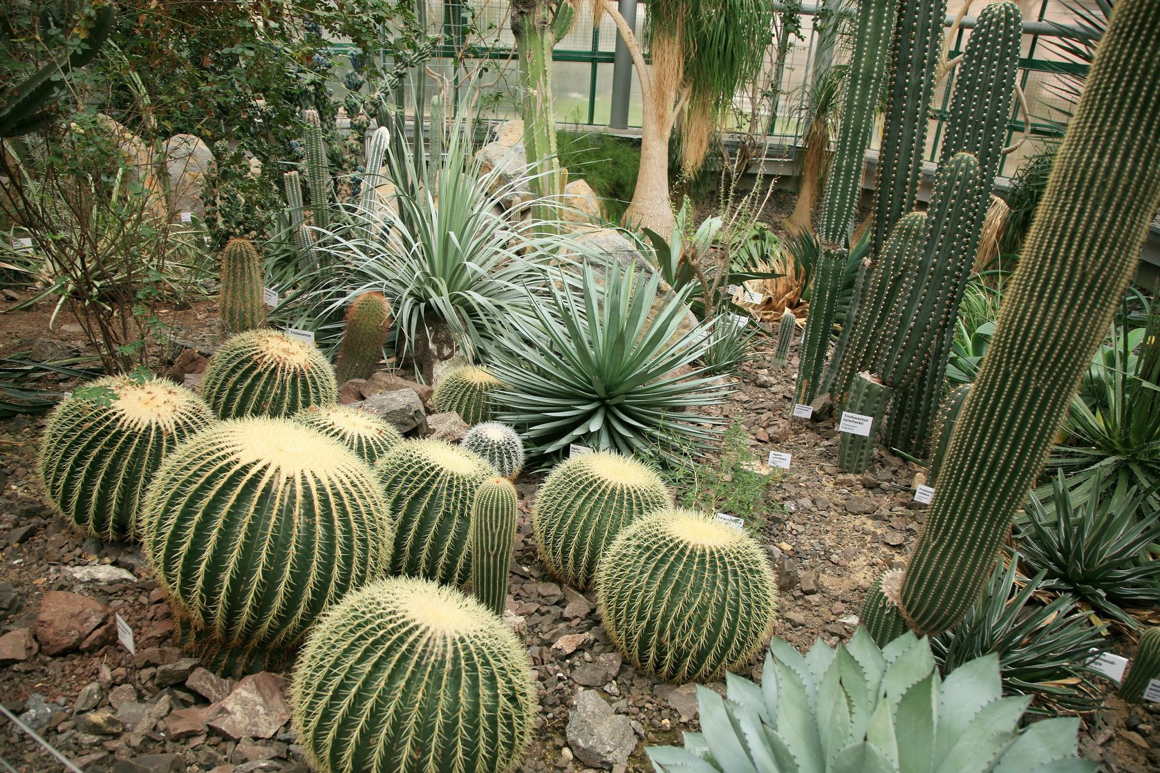 Best ideas about Desert Landscape Plants
. Save or Pin Desert Style Landscaping How to Desert Landscape Your Yard Now.