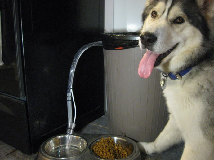 Best ideas about DIY Automatic Dog Waterer
. Save or Pin How to Make a DIY Auto filling Water Dish Machine for Dogs Now.