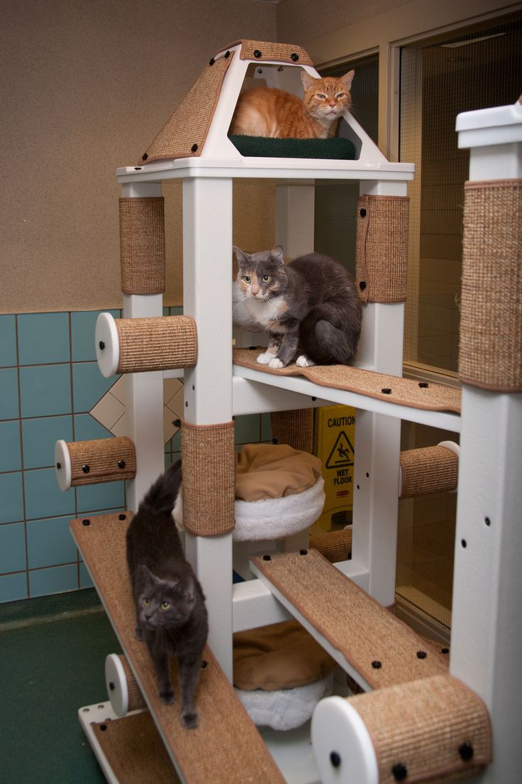 DIY Cat Condo Plans
 56 best Cat furniture images on Pinterest