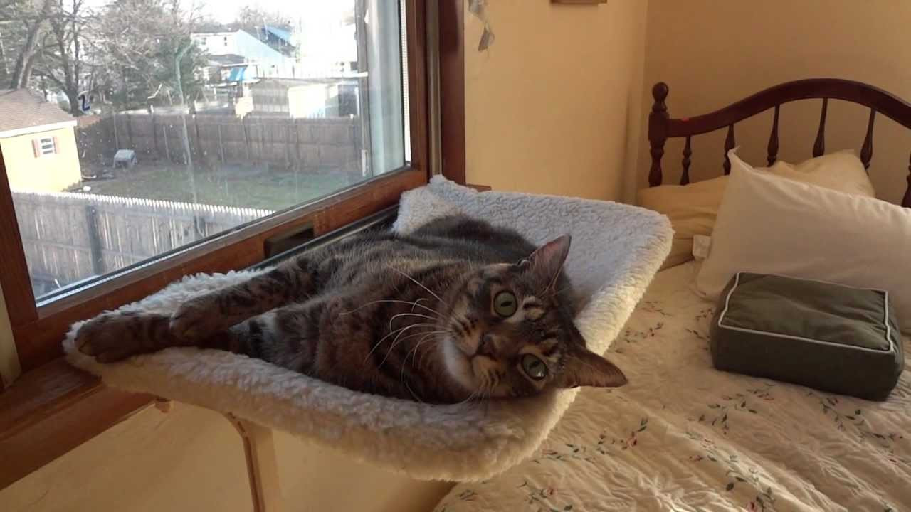 DIY Cat Window Perch
 Cougar on her window perch