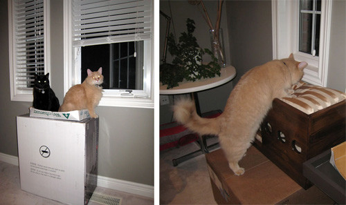 DIY Cat Window Perch
 Jake and Karen’s DIY Windowsill Cat Perch • hauspanther