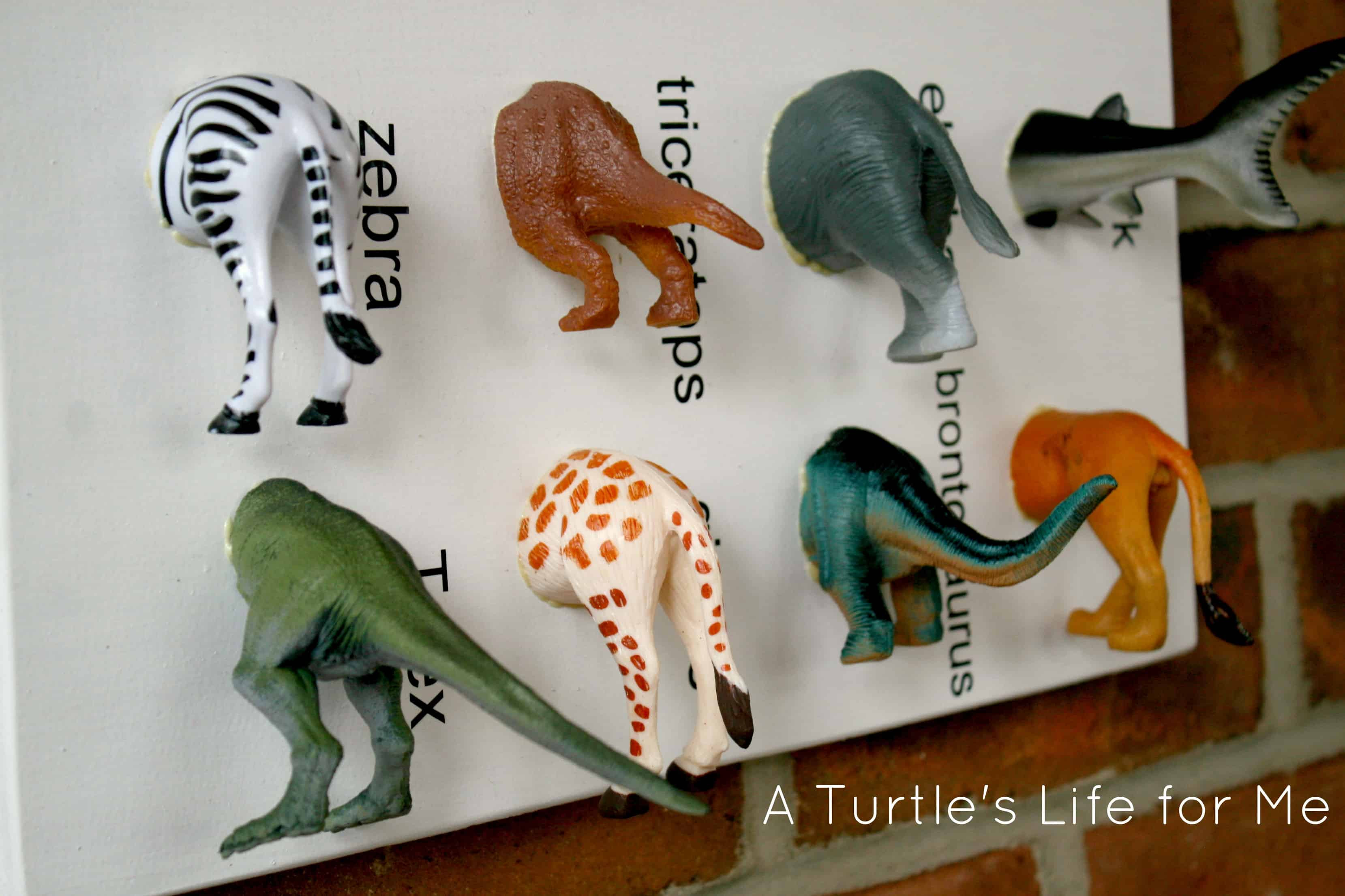 Best ideas about DIY Christmas Gift For Boys
. Save or Pin Animal Specimen Art A Turtle s Life for Me Now.