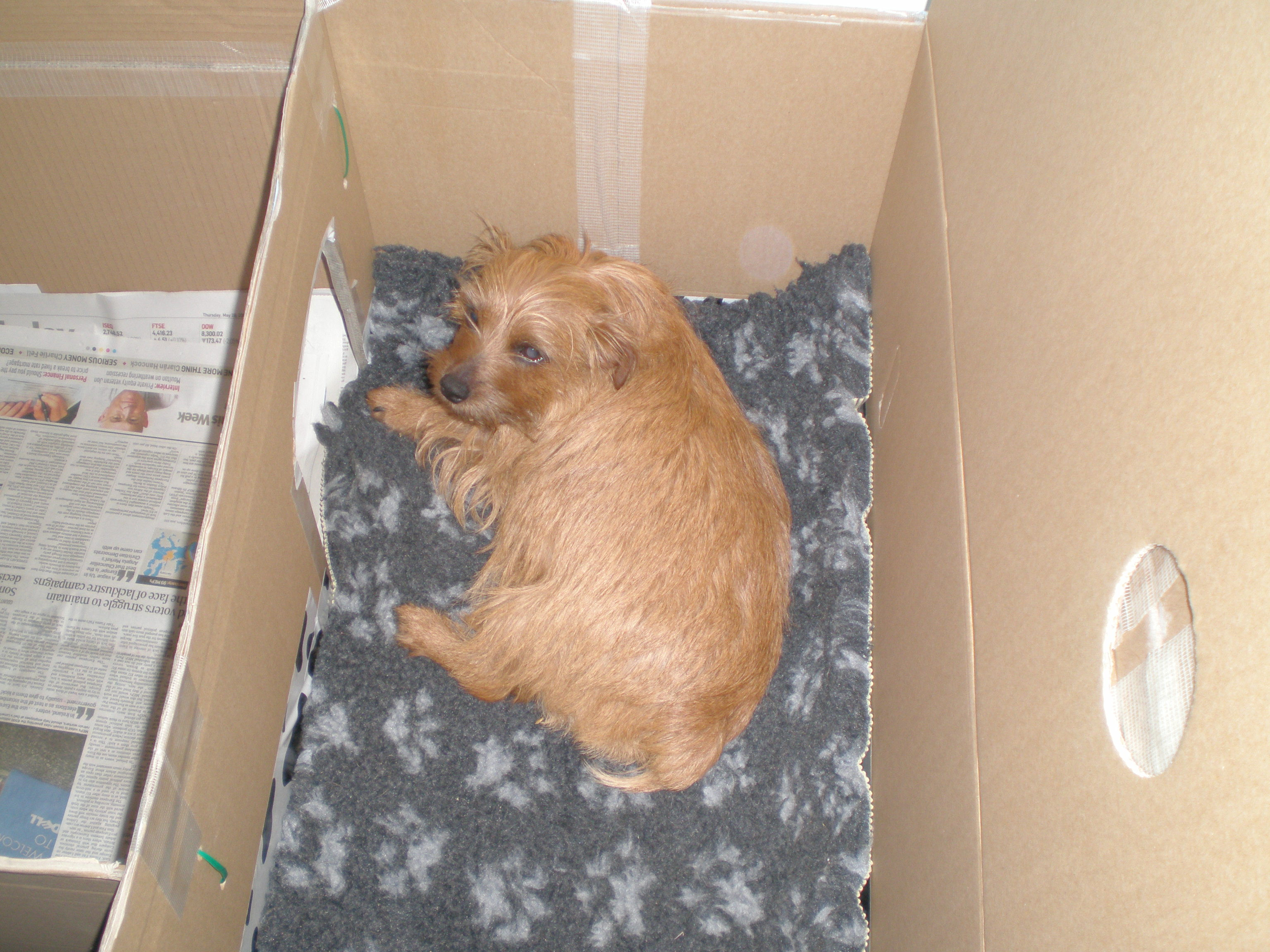 Best ideas about DIY Dog Boxes
. Save or Pin How to Build a Whelping Box for Small Dogs Now.