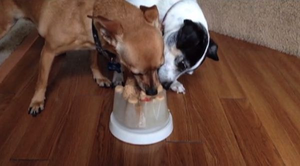 DIY Dog Cone
 Frozen Dog Treat Makers "frozen dog treat"