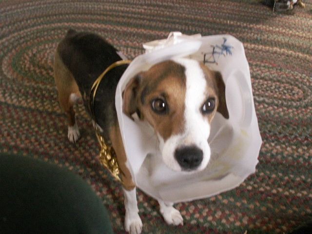 DIY Dog Cone
 Homemade "cone of shame" worked like a charm