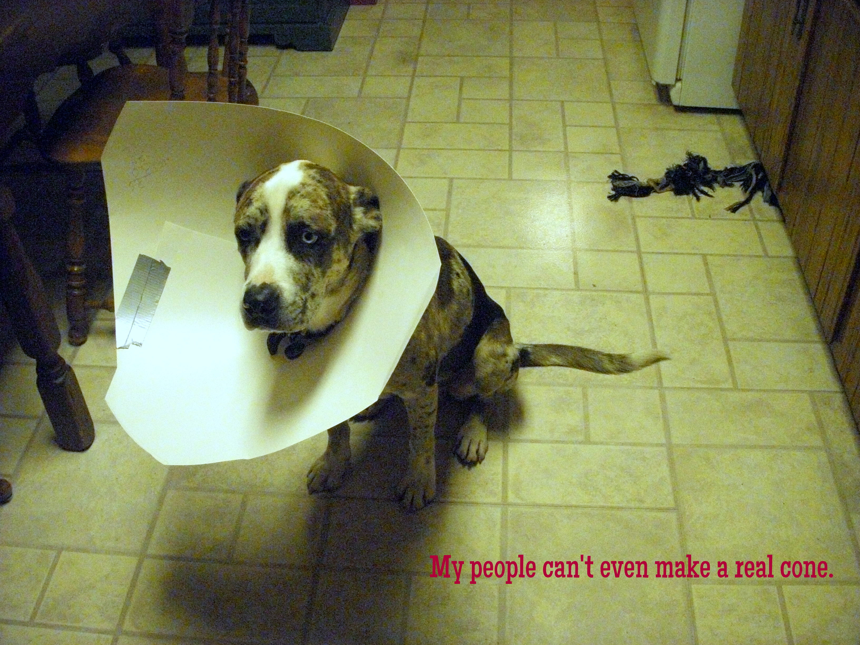 DIY Dog Cone
 Homemade cone of shame