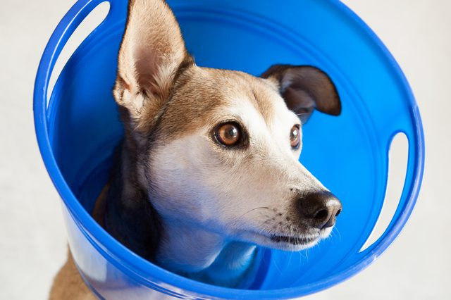 DIY Dog Cone
 How to Make a Dog Head Cone to Prevent Wound Licking