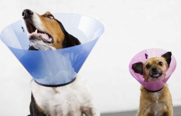 DIY Dog Cone
 About Dog Neck Cones