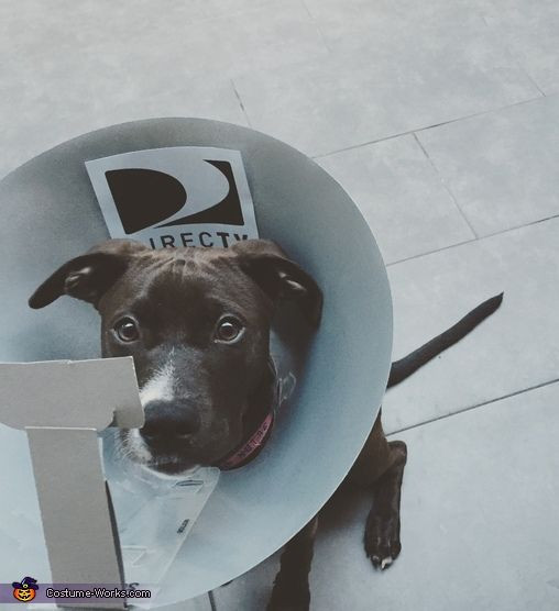 DIY Dog Cone
 1000 ideas about Dog Costumes on Pinterest