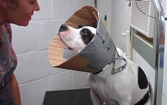 DIY Dog Cone
 DIY Cardboard Cone Collar petdiys