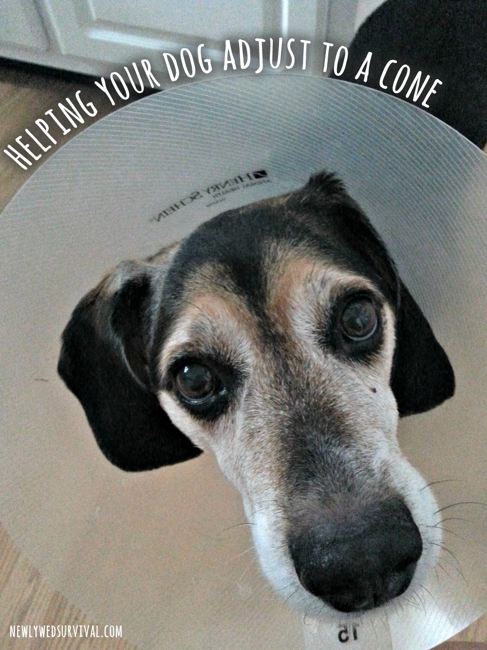 DIY Dog Cone
 How to Help Your Dog Adjust to a Cone Collar BrightMind