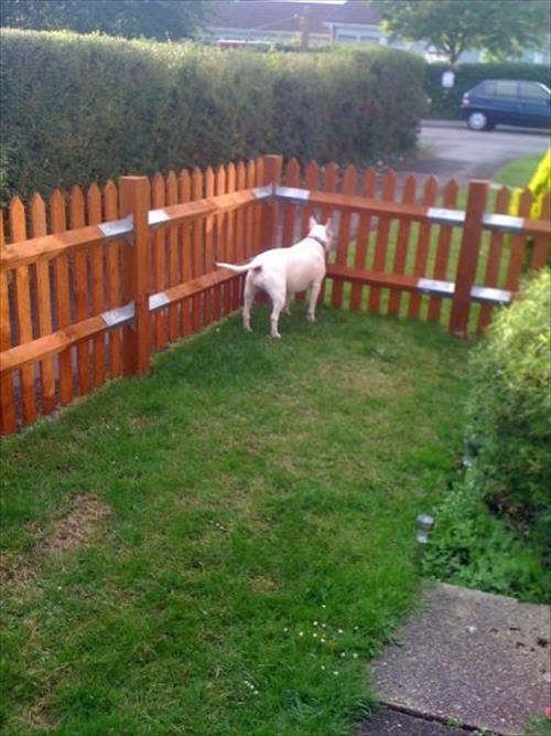 Best ideas about DIY Dog Fence
. Save or Pin DIY Pallet Dog Fence Ideas Now.