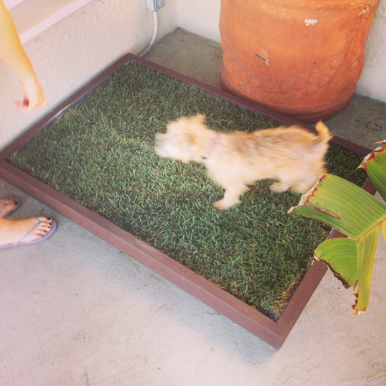 DIY Dog Grass Box
 Building your own grass dog potty box Doggy and the City
